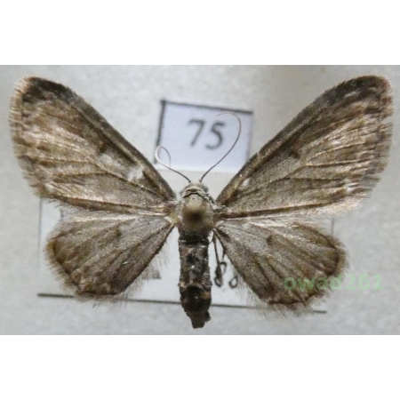 Eupithecia subfuscata (Haworth, 1809) Czech75